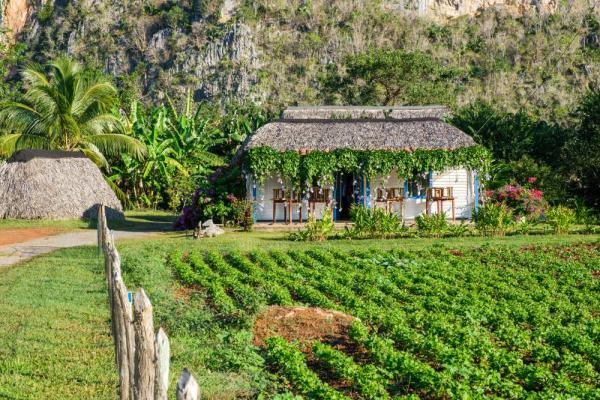 Traditional rural house and plantations at the Viñales valley in Cuba, famous for its mountains and its tobacco 1
