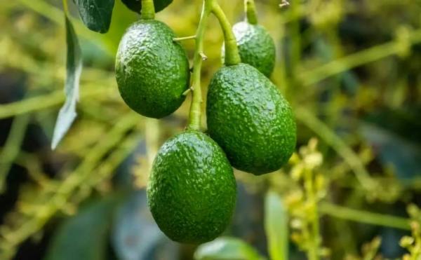 Avocado is a treasure trove of nutritional and medicinal elements (2)