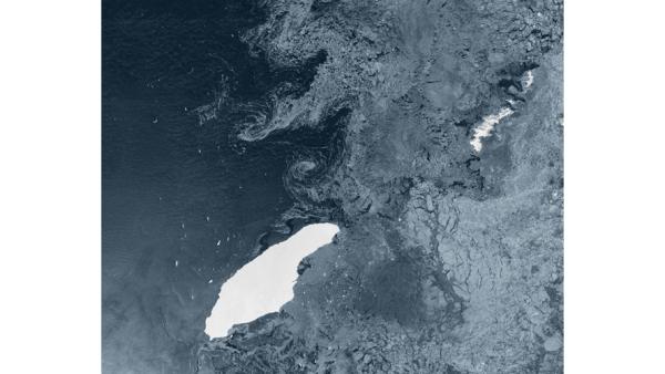 البطاريق والفقمات