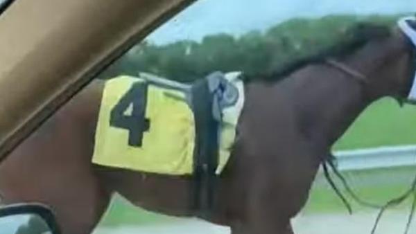 خيل