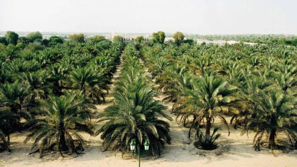 «أسوان للتمور 6» في أكتوبر