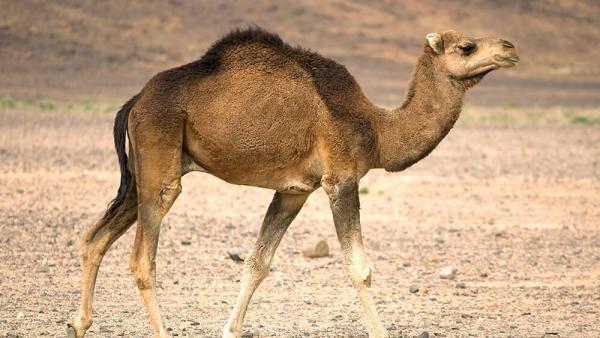 الجمل