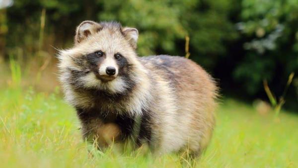 raccoon-dog-1