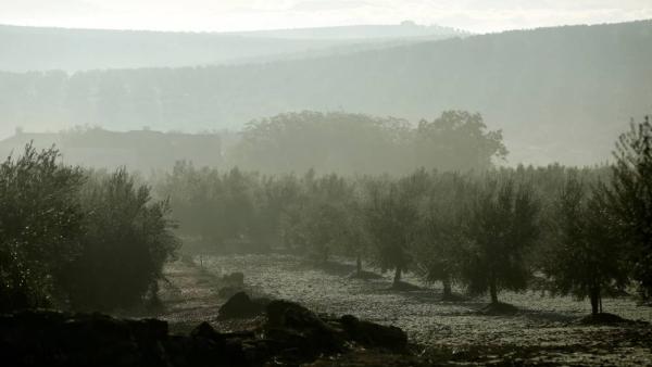 أشجار الزيتون في جنوب إسبانيا (رويترز)