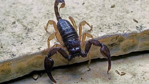 العقرب الإوروبي ذو الذيل الأصفر