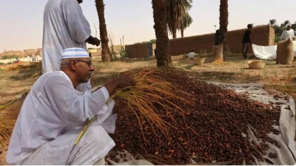 مزارعون يجمعون التمور شمال السودان (أ.ف.ب)