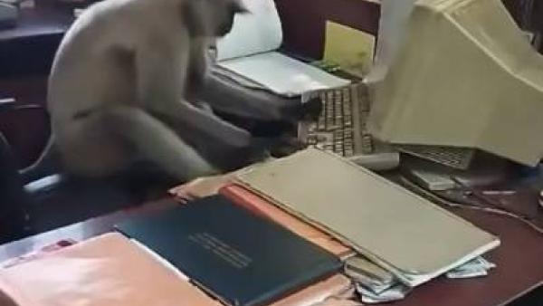 القرد