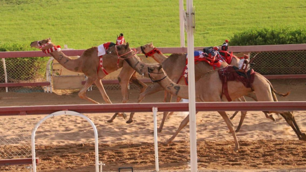 من منافسات سباقات الهجن في الدورة السابقة