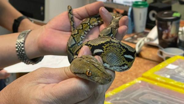 توقيف رجل في مطار بانكوك كان يحاول تهريب حيوانات برية