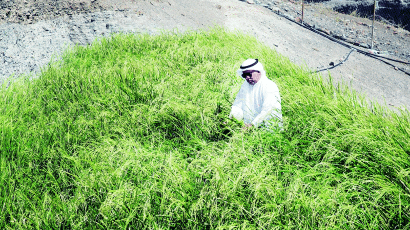 سالم سيف اليماحي