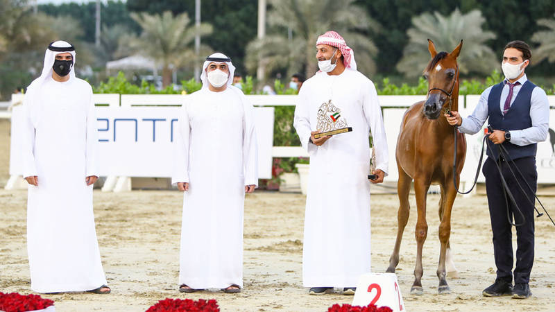 مهرجان الشارقة للجواد العربي