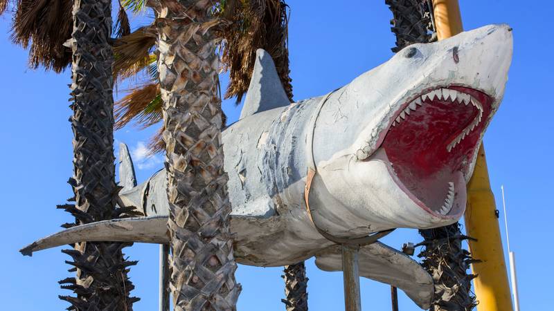 القرش في «الفك المفترس» أبرز معروضات «الأوسكار»