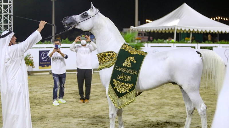 هاتريك ذهبي لمربط دبي في ختام مهرجان الشارقة للجواد العربي