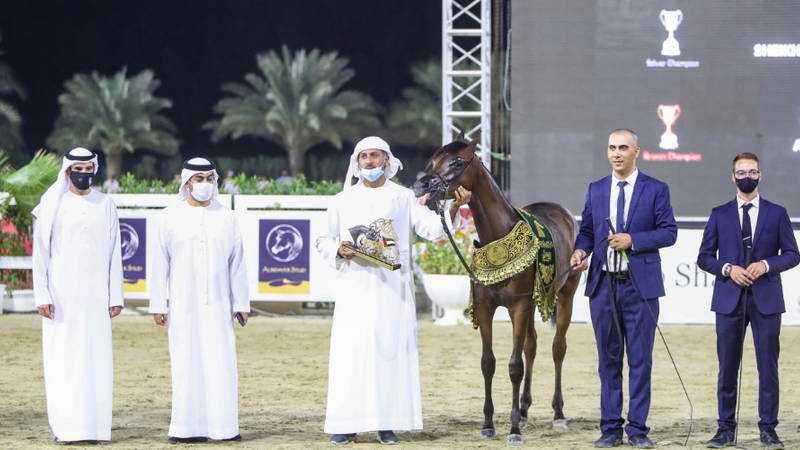 هاتريك ذهبي لمربط دبي في ختام مهرجان الشارقة للجواد العربي