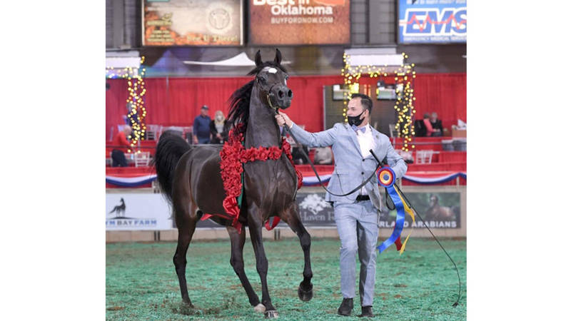 بطولة أمريكا لجمال الخيول العربية