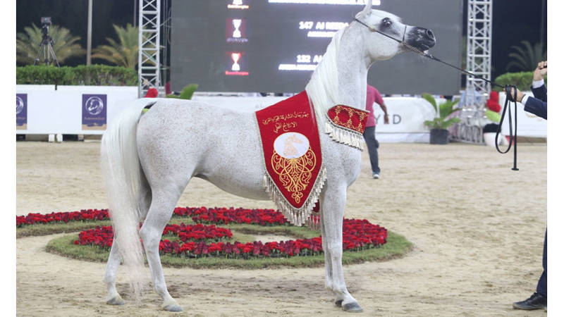 مهرجان الشارقة للجواد العربي