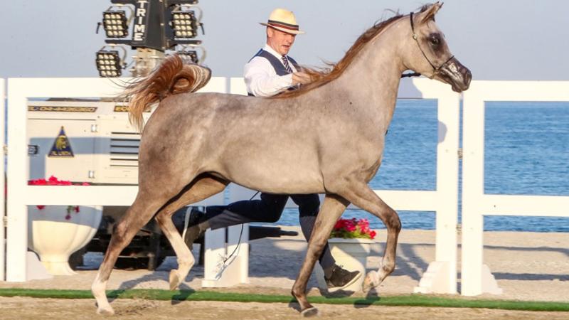 مهرجان الشارقة