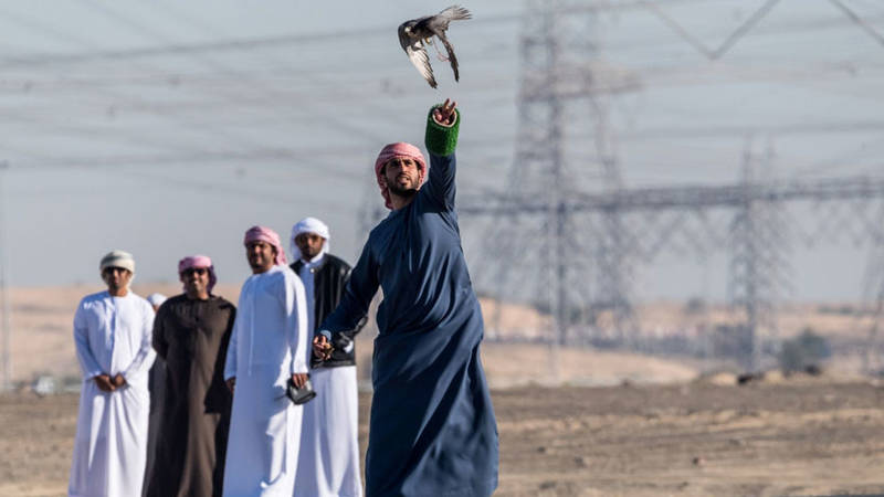 صيد الصقور