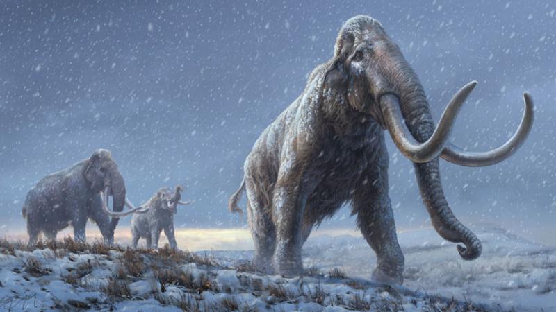 ديناصور حيوان منقرض العروض إلى ال التعريف ضخم Tyrell المتحف بسبب Palaeontology Drumheller ألبرتا كندا معرض الفوتوغراف 12300869highres Fotosearch