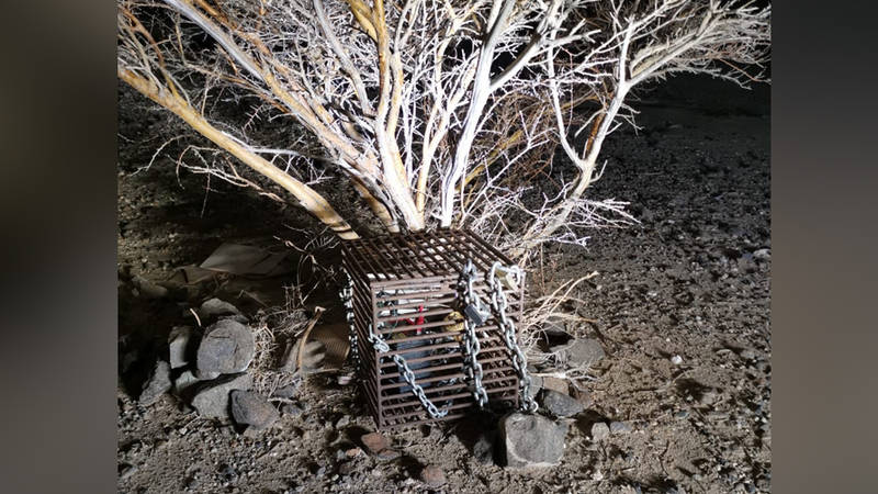 جهاز اصدار اصوات الطيور