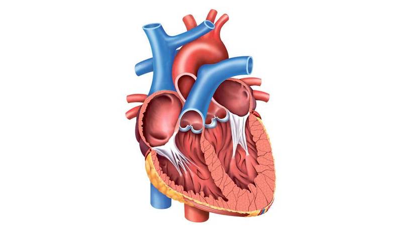 ضعف العضلة القلبية يعرقل أداءها صحيفة الخليج