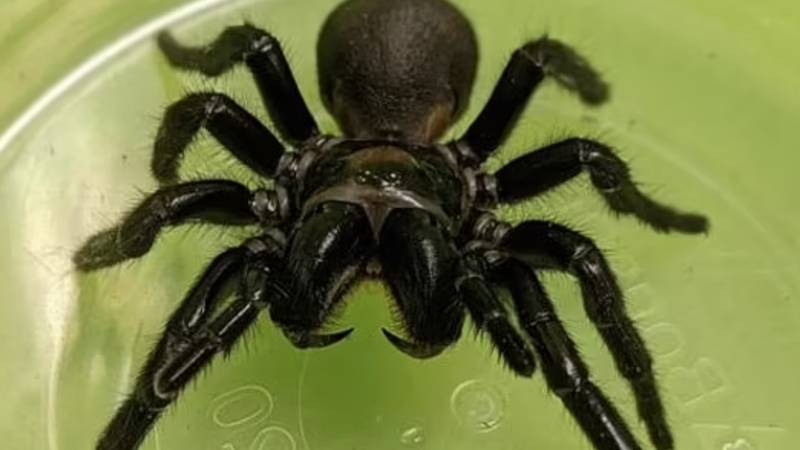 «العنكبوت القمعي»