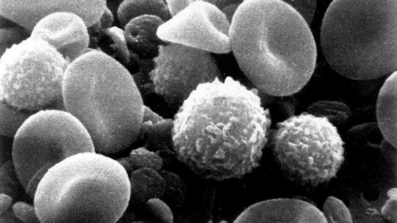 الخلايا المناعية النخاعية مع خلايا الدم الحمراء في صورة مجهرية إلكترونية لدم الإنسان
