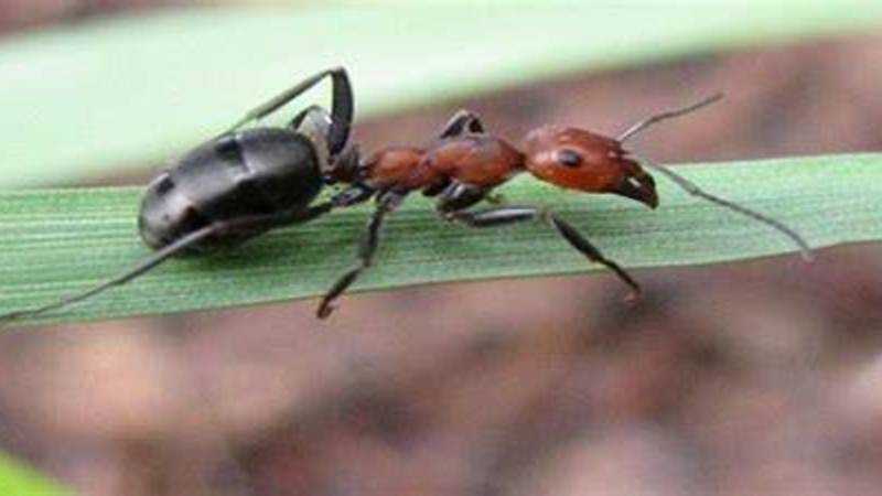 20 كوادريليون نملة في العالم