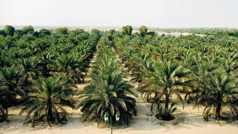 «أسوان للتمور 6» في أكتوبر