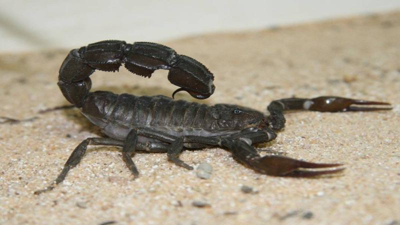 العقرب الأسود الكبير