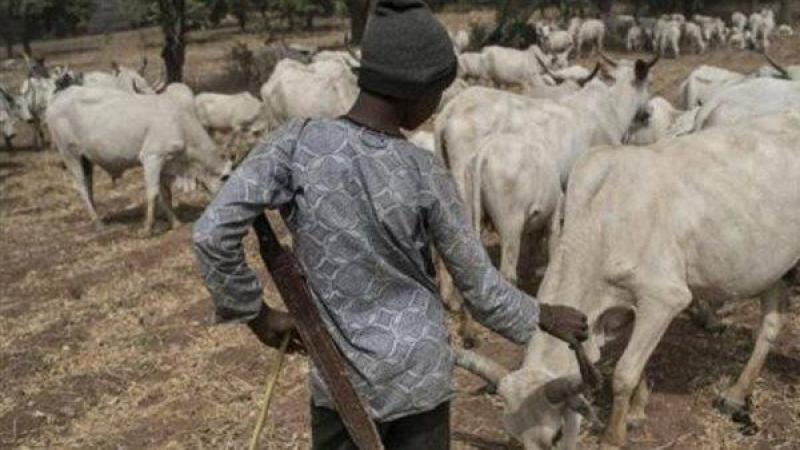 مواجهات بين مربي ماشية ومزارعين في نيجيريا