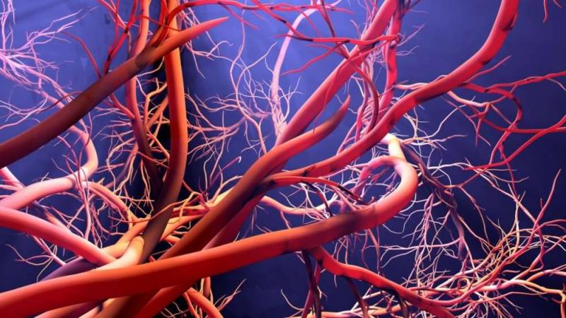 جراف تعبيري صادر عن الجامعة يوضح شكل الأنسجة والأوعية الدموية