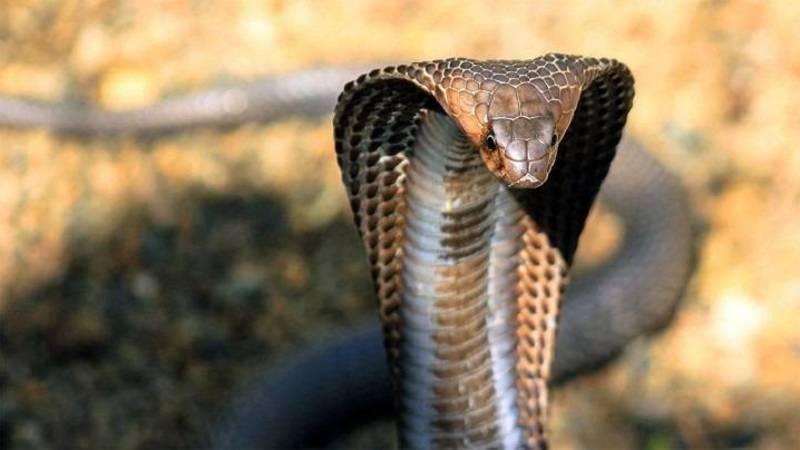 serpente cobra