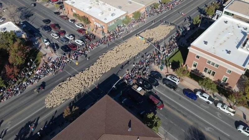 موكب مدينة سيدار للخراف