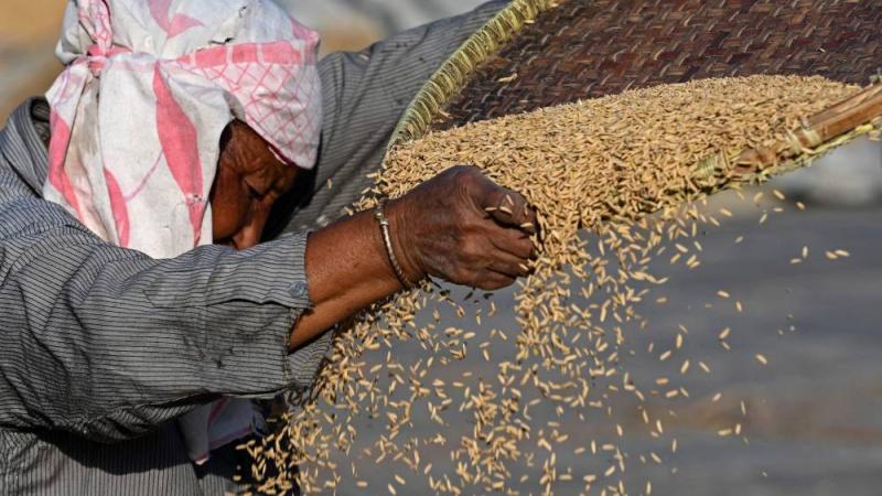 تراجع الطلب العالمي على الأرز.. وإمدادات أمريكية تخفض أسعار القمح