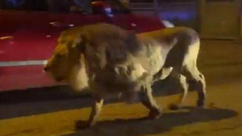 فيديو.. أسد يثير الذعر بعد هروبه من السيرك في مدينة إيطالية