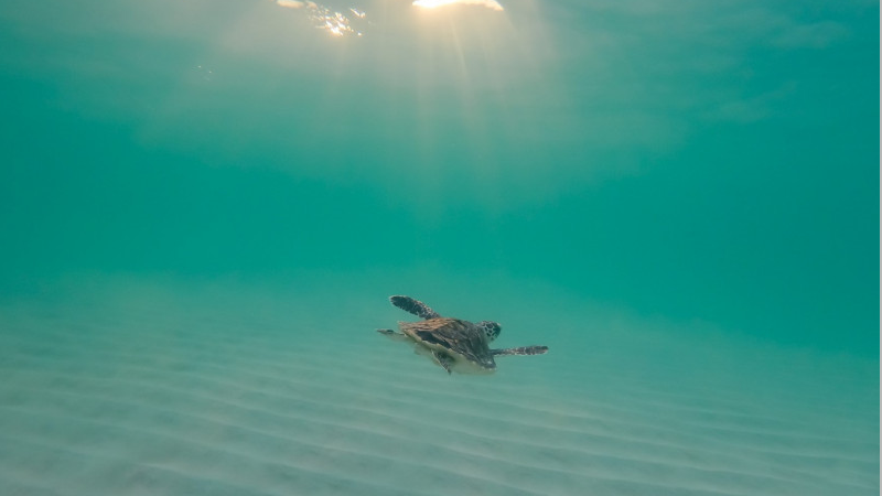 جهود الإمارات بحماية السلاحف البحرية.. تشريعات ومبادرات لتعزيز استدامة البيئة وحفظ التنوع البيولوجي
