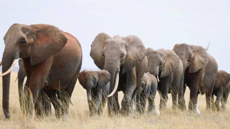 نفوق عشرات الأفيال في زيمبابوي بسبب تغير المناخ والجفاف
