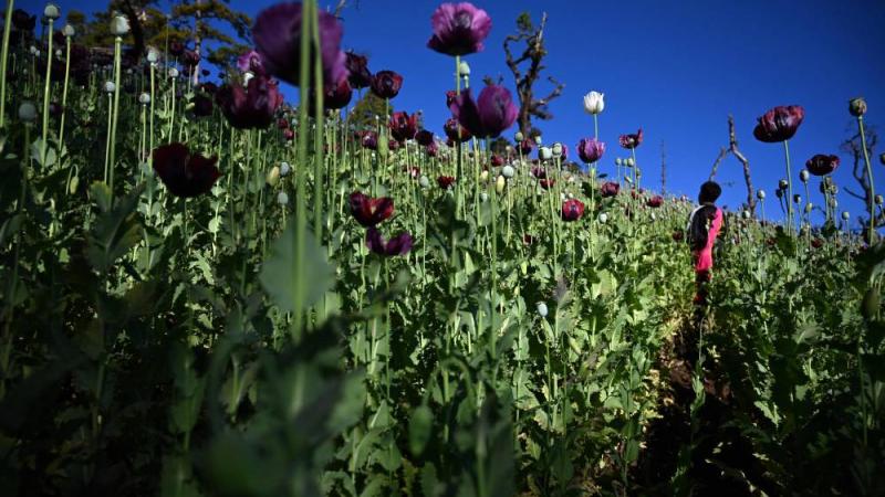 حقل خشخاش غير قانوني في هوبونغ بولاية شان (أ ف ب)