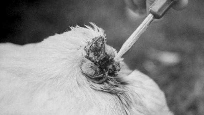 تغذية الديك عن طريق الشفاطة