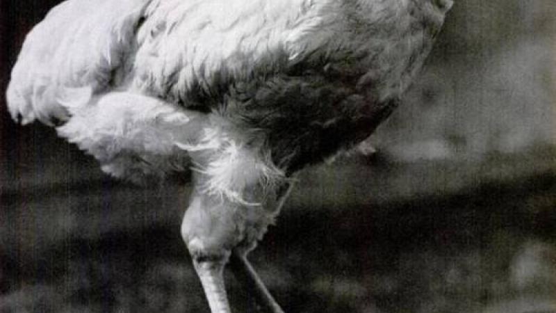 «الديك مايك»