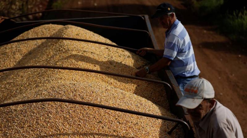 مزارعون يجمعون الذرة ومزرعة في مارينجا بالبرازيل  (رويترز)