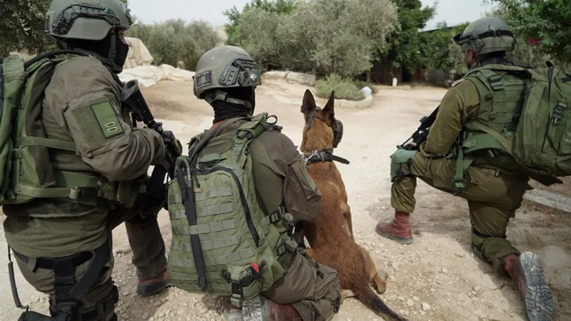 «سلاح الكلاب» الإسرائيلي في مواجهة نظيره بغزة 