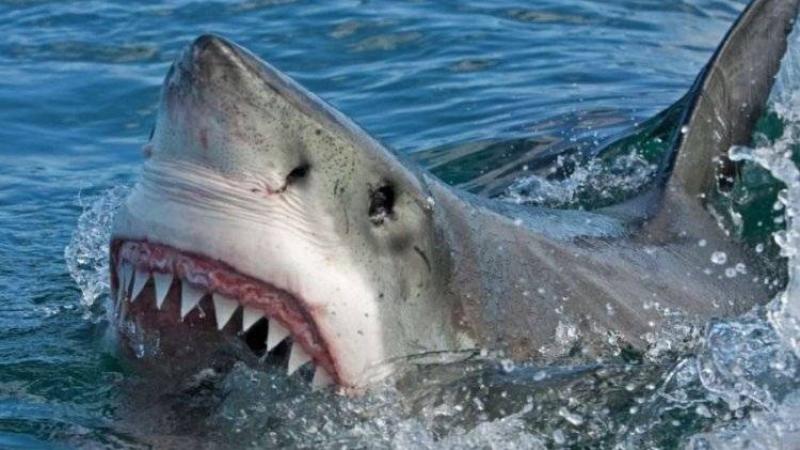 زيادة عالمية في عدد هجمات أسماك القرش عام 2023 بحسب تقرير سنوي