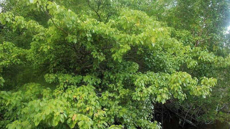 شجرة «المنشينيل» السامة
