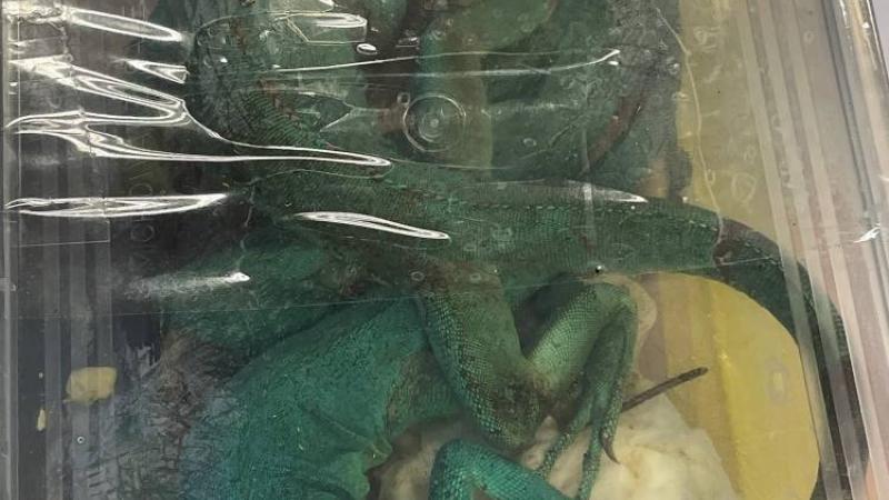 توقيف رجل في مطار بانكوك كان يحاول تهريب حيوانات برية