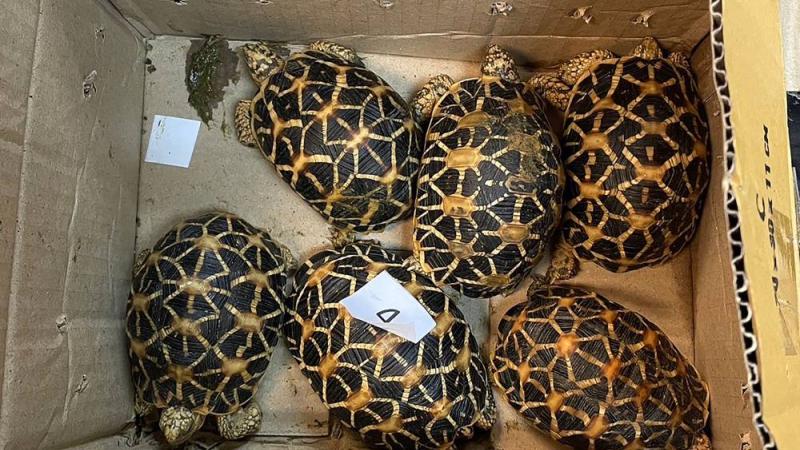 توقيف رجل في مطار بانكوك كان يحاول تهريب حيوانات برية