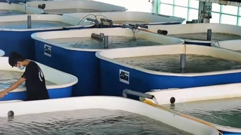 «مزرعة أسماك مستقبلية» في سنغافورة لخفض الانبعاثات