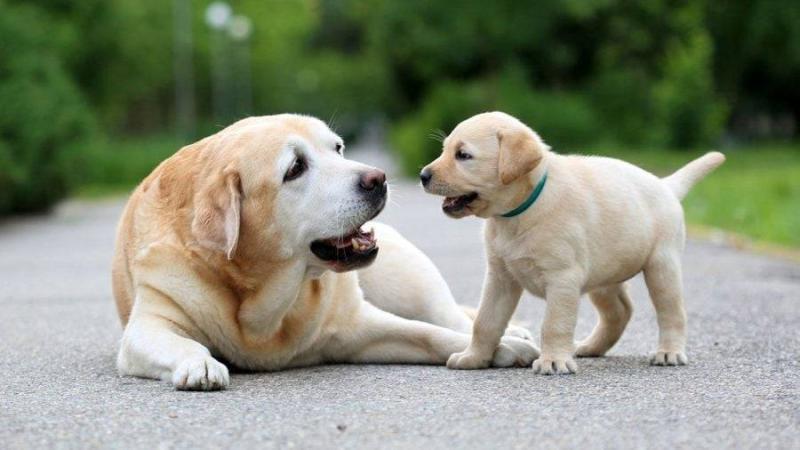 دراسة: الكلاب يمكنها الربط بين الكلمات وما تشير إليه من أشياء
