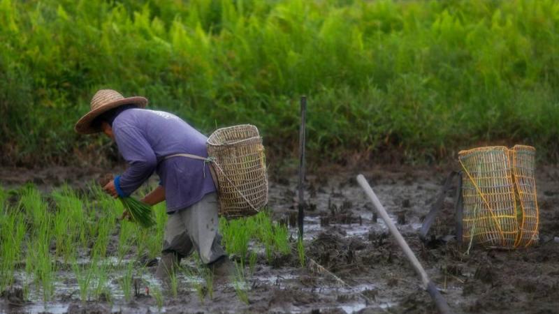 حصاد الأرز في مقاطعة خون كاين شمال شرق تايلاند
